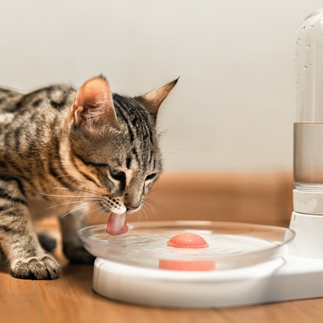 KittySpring Waterer 2 - The most cat-friendly water fountain on Earth - Storming Gravity